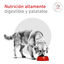 12 kg Royal Canin Veterinary Diabetic ra&ccedil;&atilde;o para c&atilde;es , , large Indicador imagem n&uacute;mero 5
