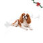 1 pack x 2 uns. Wonder Christmas Bolinhos Mastig&aacute;veis Snacks para C&atilde;es, , large Indicador imagem n&uacute;mero 1
