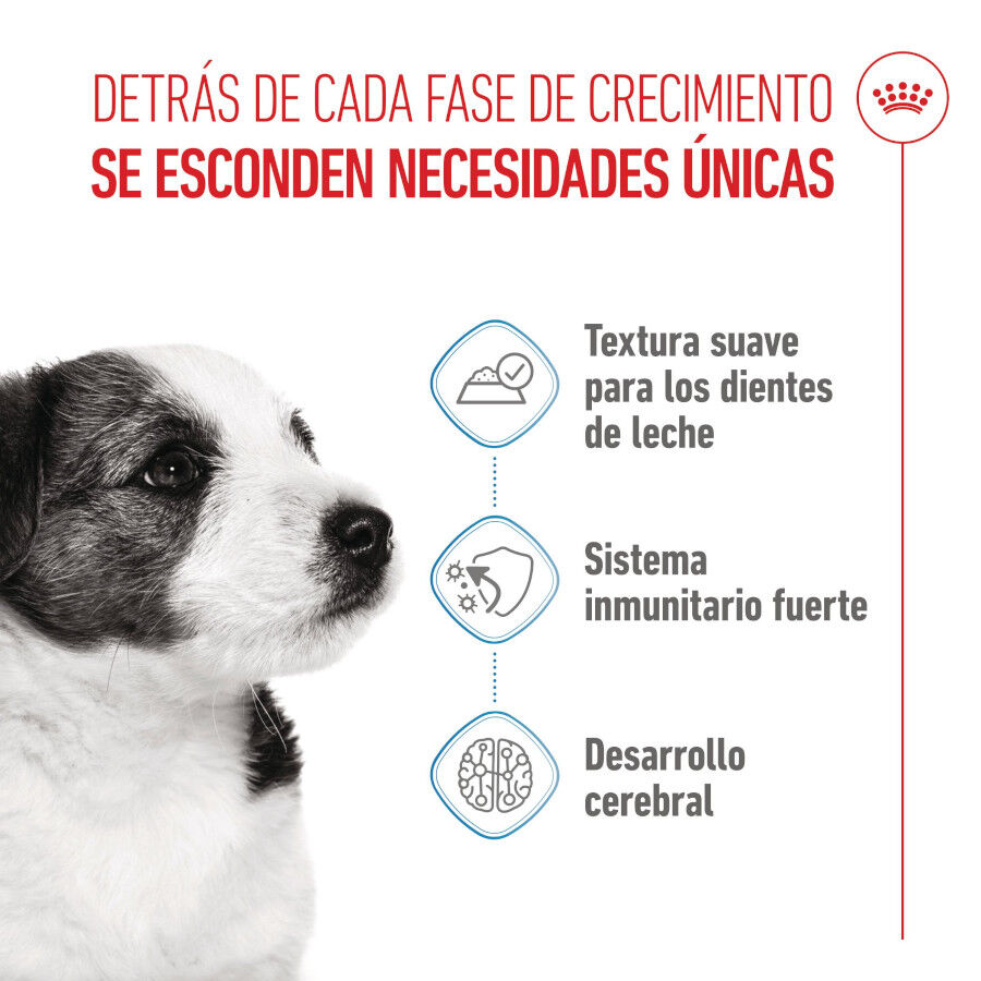 85 g Royal Canin Mini Puppy alimento h&uacute;mido em molho saquetas para c&atilde;es, , large Imagem n&uacute;mero 3