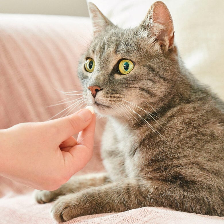 Beaphar VERMIpure Repelente Interno Natural em comprimidos para gatos e gatinhos,  Imagem número 6 Beaphar VERMIpure Repelente Interno Natural em comprimidos para gatos e gatinhos, , large Imagem número 6