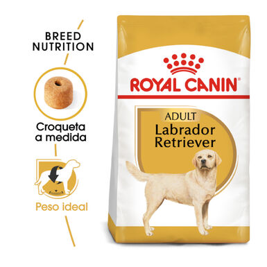 Royal Canin Adult Labrador Retriever ração para cães