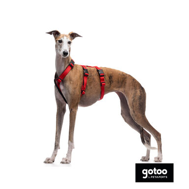 Gotoo Arnês antievasão vermelho para cães
