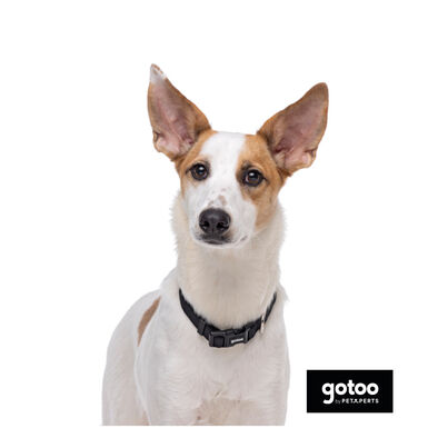 Gotoo Coleira de nylon preta para cães