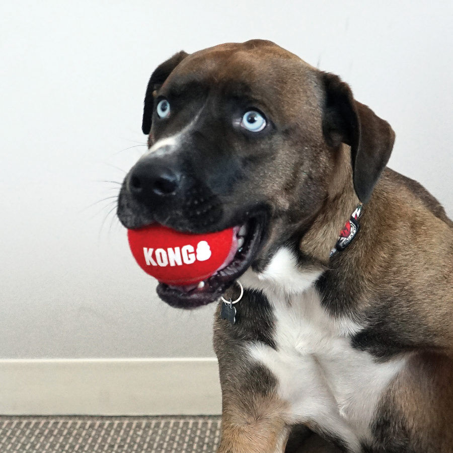 Kong Signature Sport 2-PK Bolas de t&eacute;nis para c&atilde;es, , large Imagem n&uacute;mero 4