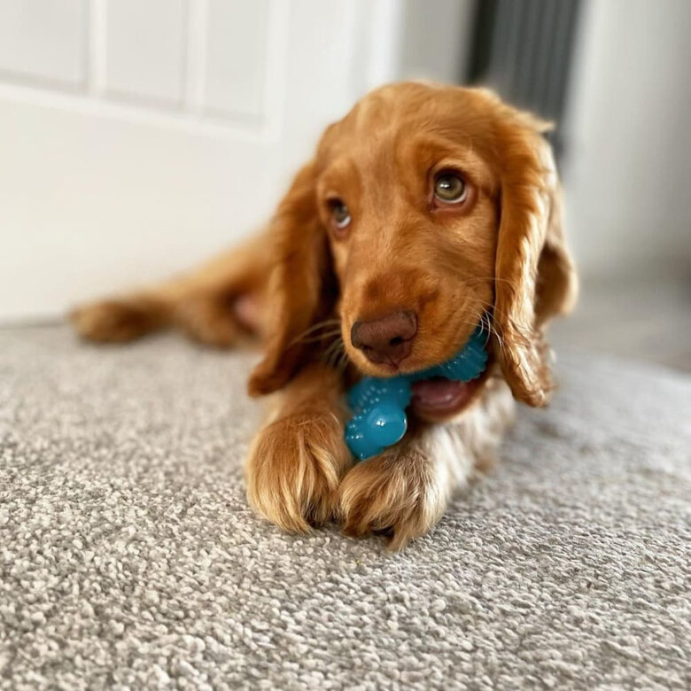 Nylabone Osso X Mordedor com Sabor a Carne para cachorros,  Imagem número 3 Nylabone Osso X Mordedor com Sabor a Carne para cachorros, , large Imagem número 3