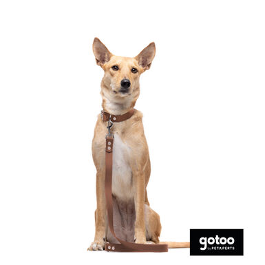 Gotoo Trela Biothane castanha para cães