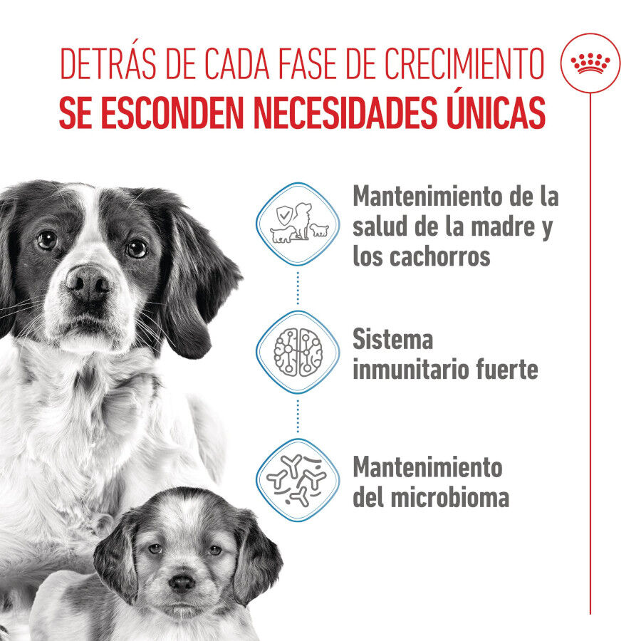 2 x 15 kg Royal Canin Medium Starter Mother&Baby ra&ccedil;&atilde;o para c&atilde;es  Pack poupan&ccedil;a!, , large Imagem n&uacute;mero 3