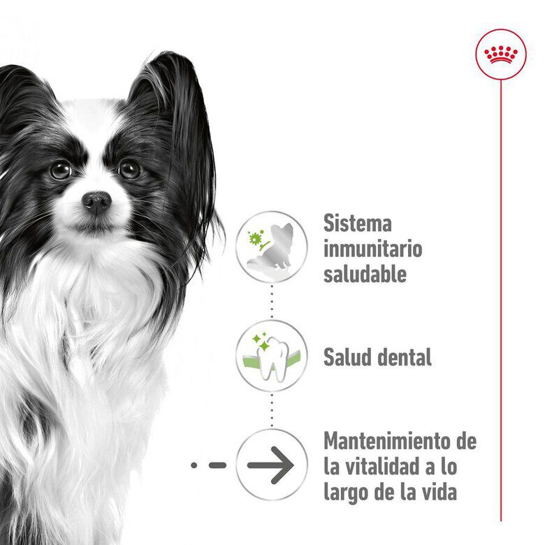 1.5 kg Royal Canin X-Small Ageing 12+ Adult ra&ccedil;&atilde;o para c&atilde;es, , large Imagem n&uacute;mero 5