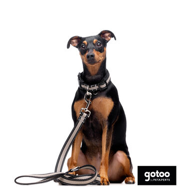 Gotoo Trela mesh cinza refletora para cães