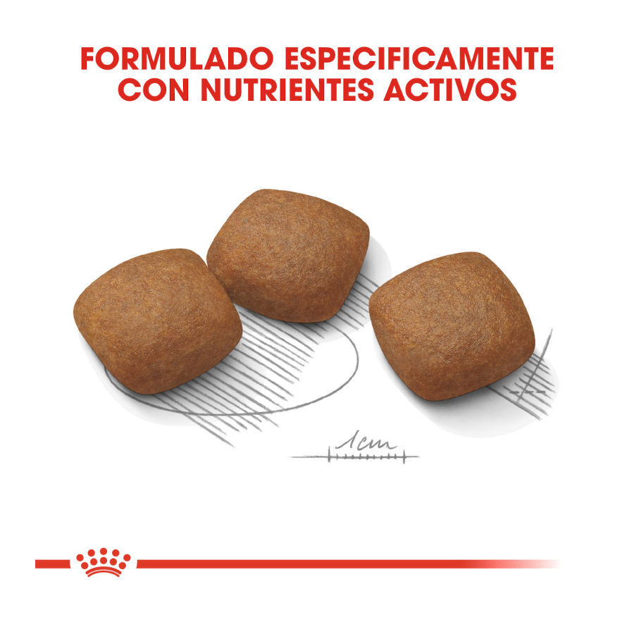 10 kg Royal Canin Joint Care Maxi ra&ccedil;&atilde;o para c&atilde;es, , large Imagem n&uacute;mero 4