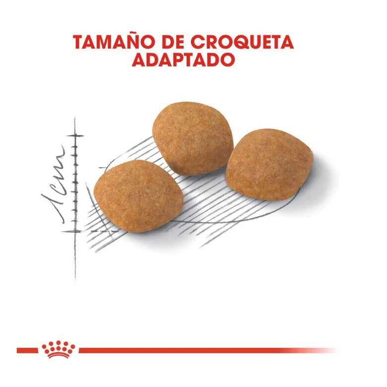 2 kg Royal Canin Adult Exigent Protein ração para gatos,  Imagem número 3 2 kg Royal Canin Adult Exigent Protein ração para gatos, , large Imagem número 3