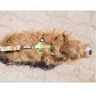 Dukier Avocado Clássico Peitoral com Estampado de Abacate para cães , , large image number null