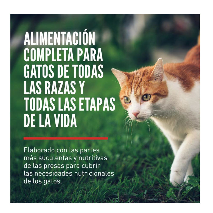 5.4 kg Orijen Original ra&ccedil;&atilde;o para gatos e gatinhos, , large Imagem n&uacute;mero 2