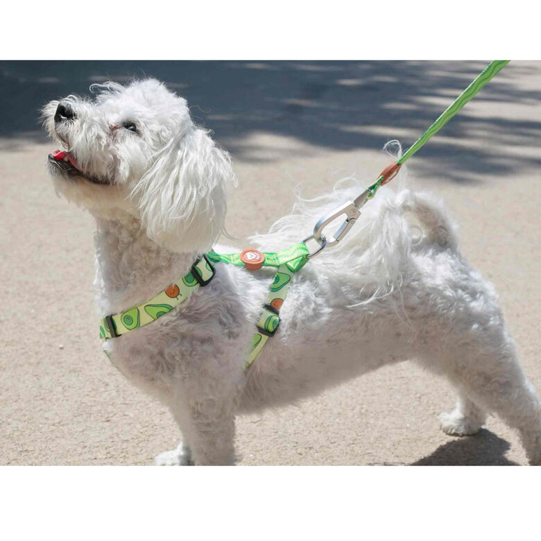 Dukier Avocado Clássico Peitoral com Estampado de Abacate para cães , , large image number null