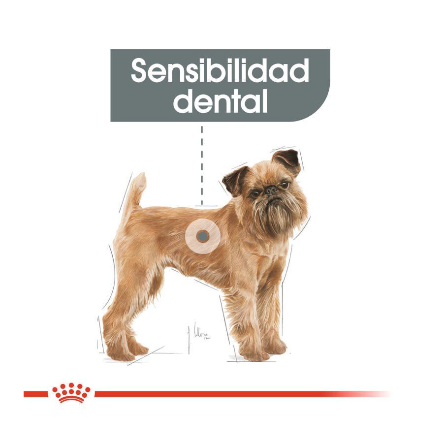 3 kg Royal Canin Mini Dental Care ra&ccedil;&atilde;o para c&atilde;es, , large Imagem n&uacute;mero 4