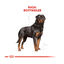 12 kg Royal Canin Adult Rottweiler ração para cães, , large Indicador imagem número 4