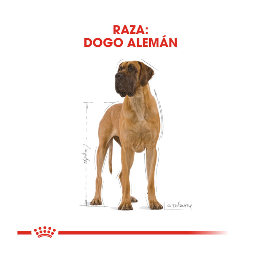 12 kg Royal Canin Adult Dogue Alem&atilde;o ra&ccedil;&atilde;o para c&atilde;es, , large Imagem n&uacute;mero 4