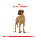 Royal Canin Adult Dogue Alemão ração para cães, , large image number null