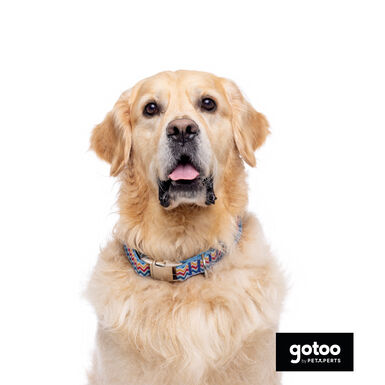 Gotoo Coleira estampada colorida para cães
