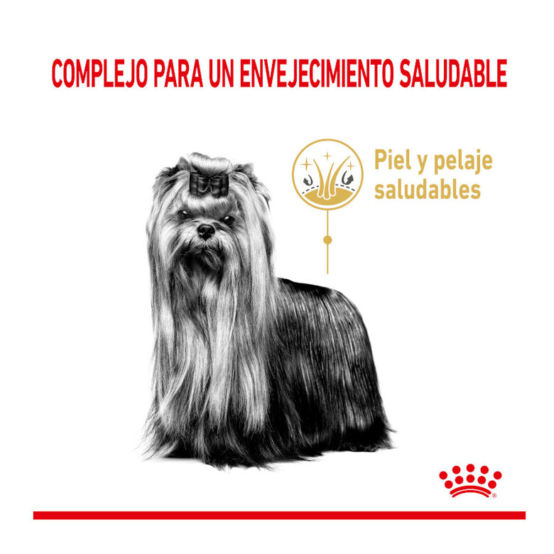 1.5 kg Royal Canin Adult 8+ Yorkshire ração para cães,  Imagem número 3 1.5 kg Royal Canin Adult 8+ Yorkshire ração para cães, , large Imagem número 3