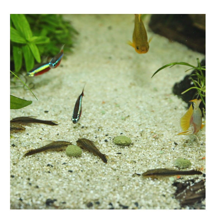 JBL Novopleco Comprimidos para peixes de fundo , , large Imagem n&uacute;mero 4