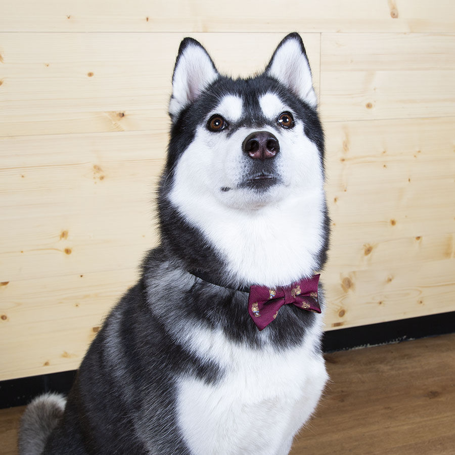 Guau Christmas La&ccedil;o vermelho de Natal para c&atilde;es, , large Imagem n&uacute;mero 2