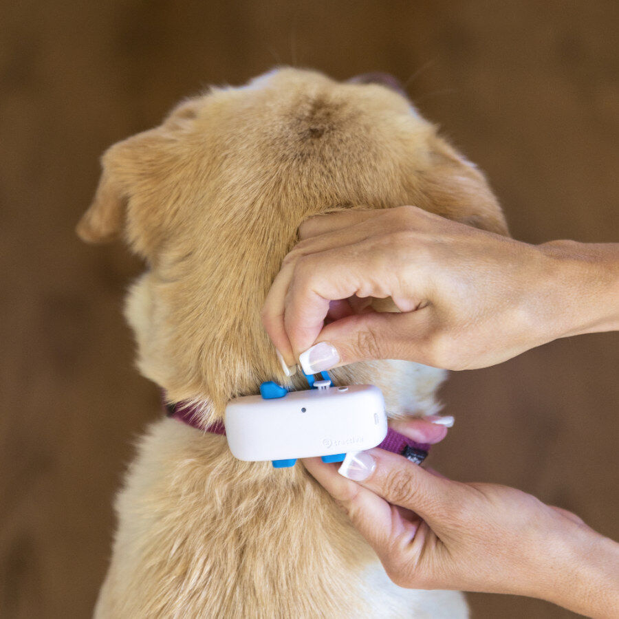 Tractive Localizador GPS para c&atilde;es, , large Imagem n&uacute;mero 2