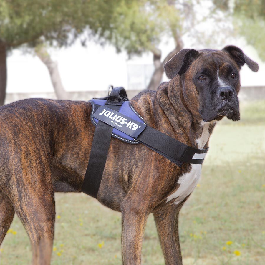 Julius K-9 IDC Peitoral Azul para c&atilde;es, , large Imagem n&uacute;mero 2