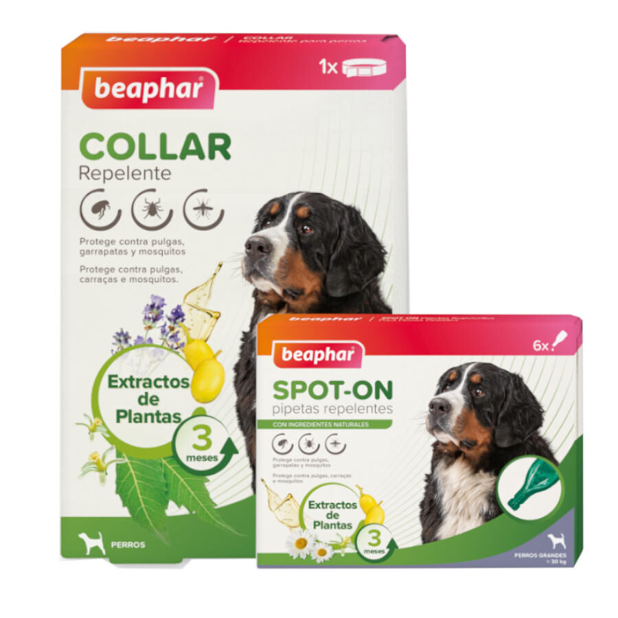 1 coleira x 65 cm + 3 pipetas >15 kg Beaphar Pack com Pipetas e Colar Repelente para C&atilde;es. Pack poupan&ccedil;a!, , large Imagem n&uacute;mero 3