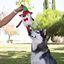 Wonder Christmas Raposa de Circo peluche de Natal para cães, , large Indicador imagem número 3