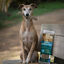 1 un. True Origins Joints Chewing Sticks Snack para c&atilde;es, , large Indicador imagem n&uacute;mero 1