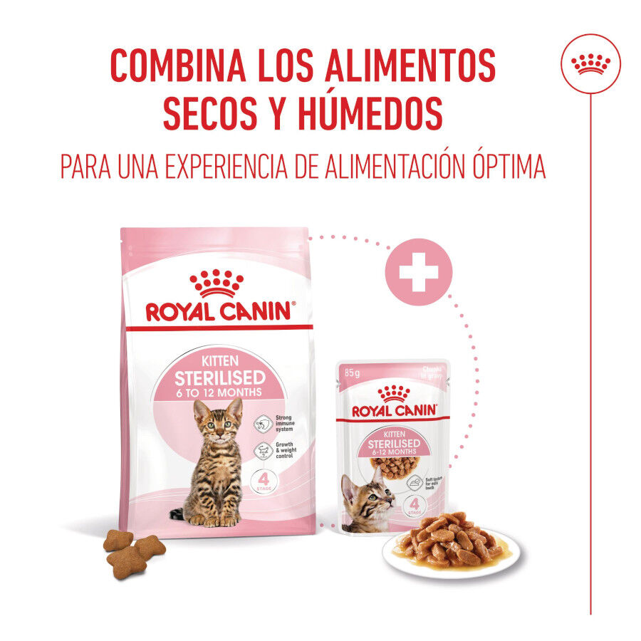 12 saquetas x 85 g Royal Canin Kitten Sterilised alimento h&uacute;mido em molho saquetas para gatos Pack poupan&ccedil;a!, , large Imagem n&uacute;mero 5