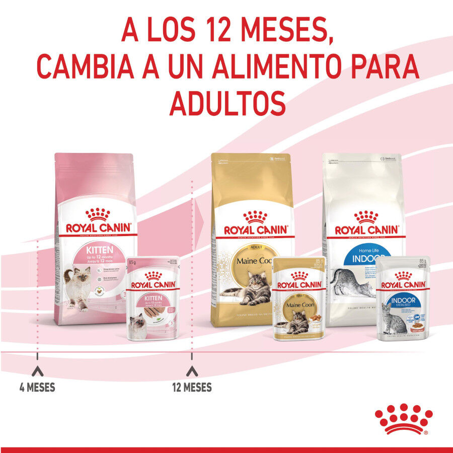 85 g Royal Canin Kitten pat&ecirc; em saquetas para gatos, , large Imagem n&uacute;mero 11