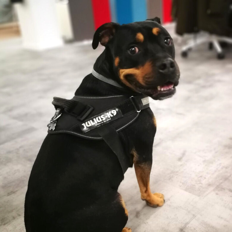 Julius-K9 IDC Peitoral Ergonómico Preto para cães,  Imagem número 2 Julius-K9 IDC Peitoral Ergonómico Preto para cães, , large Imagem número 2