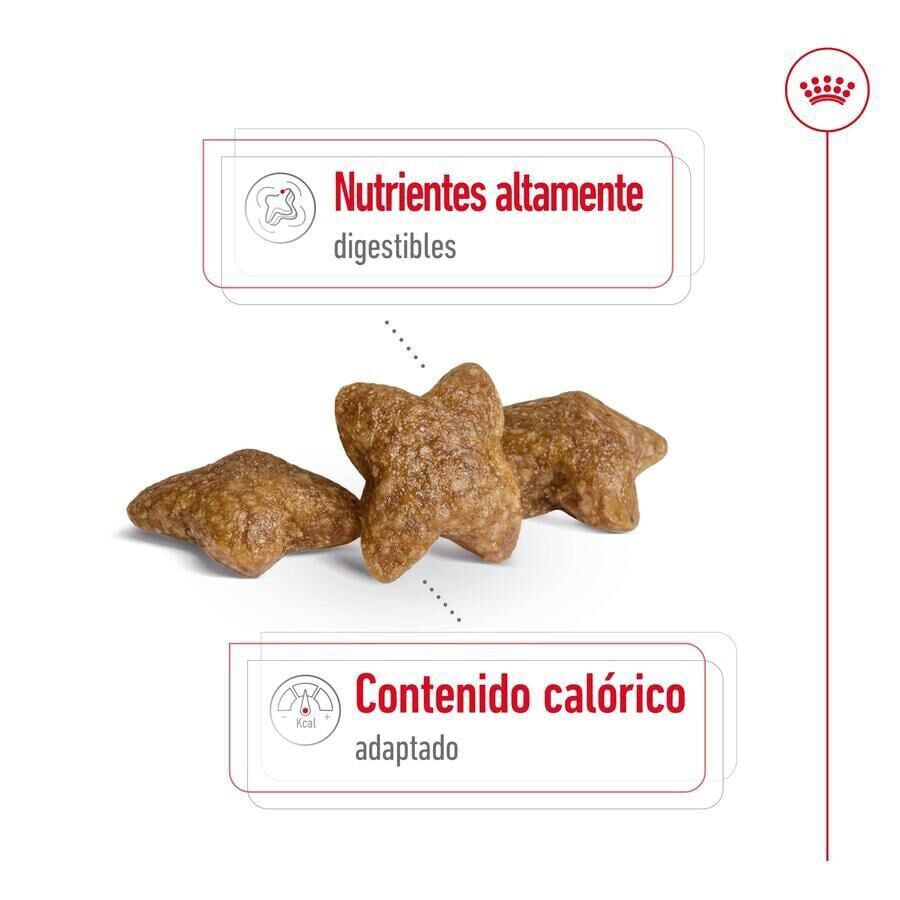 9 kg (8 + 1 kg &iexcl;gratis!) Royal Canin Mini Adult ra&ccedil;&atilde;o para c&atilde;es, , large Imagem n&uacute;mero 6