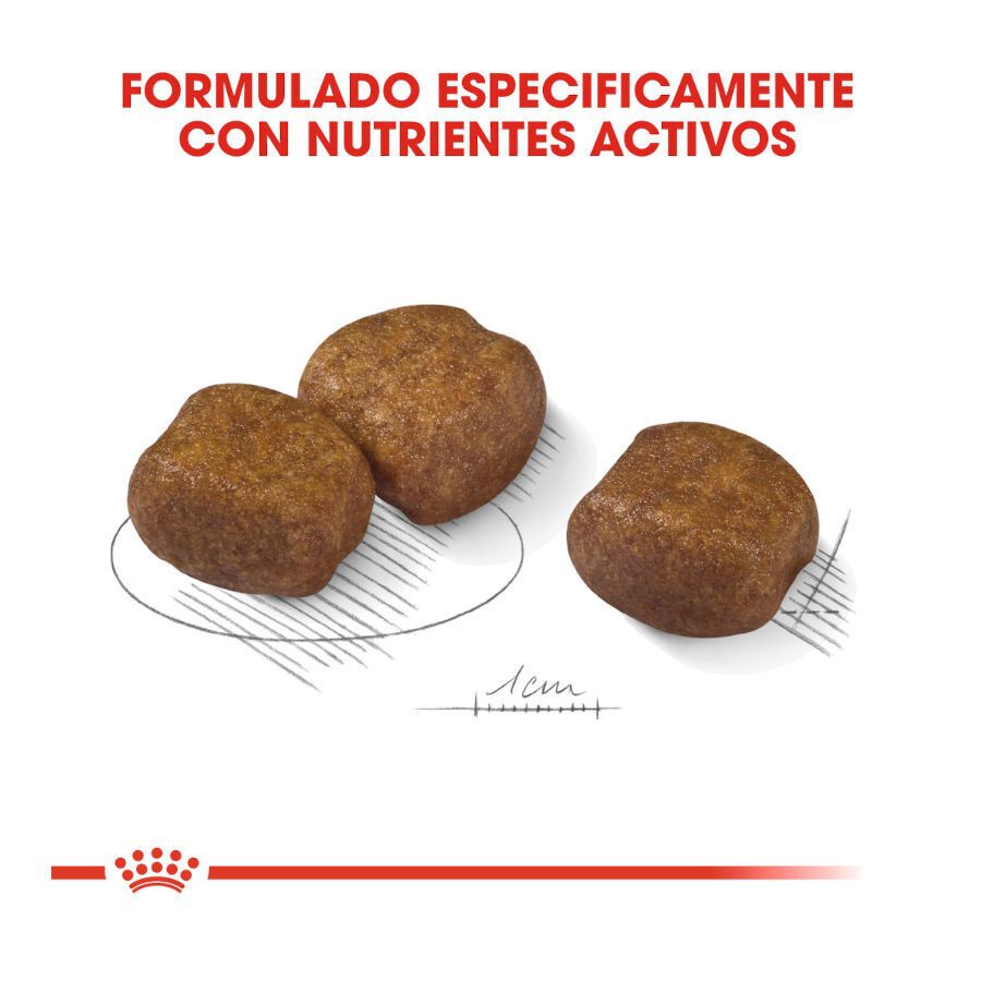 9 kg Royal Canin Maxi Dental Care ra&ccedil;&atilde;o para c&atilde;es, , large Imagem n&uacute;mero 3