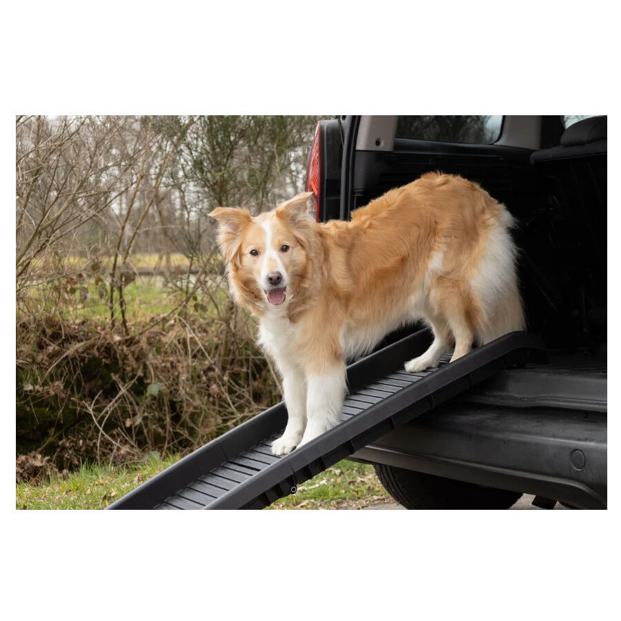 Flamingo Rampa Zenna para c&atilde;es, , large Imagem n&uacute;mero 3