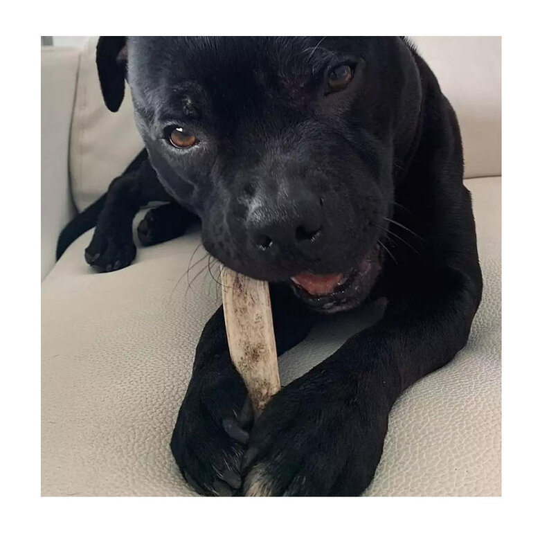 L Wild Balance Chifre de Cervo partido mastigador para cães,  Imagem número 2 L Wild Balance Chifre de Cervo partido mastigador para cães, , large Imagem número 2