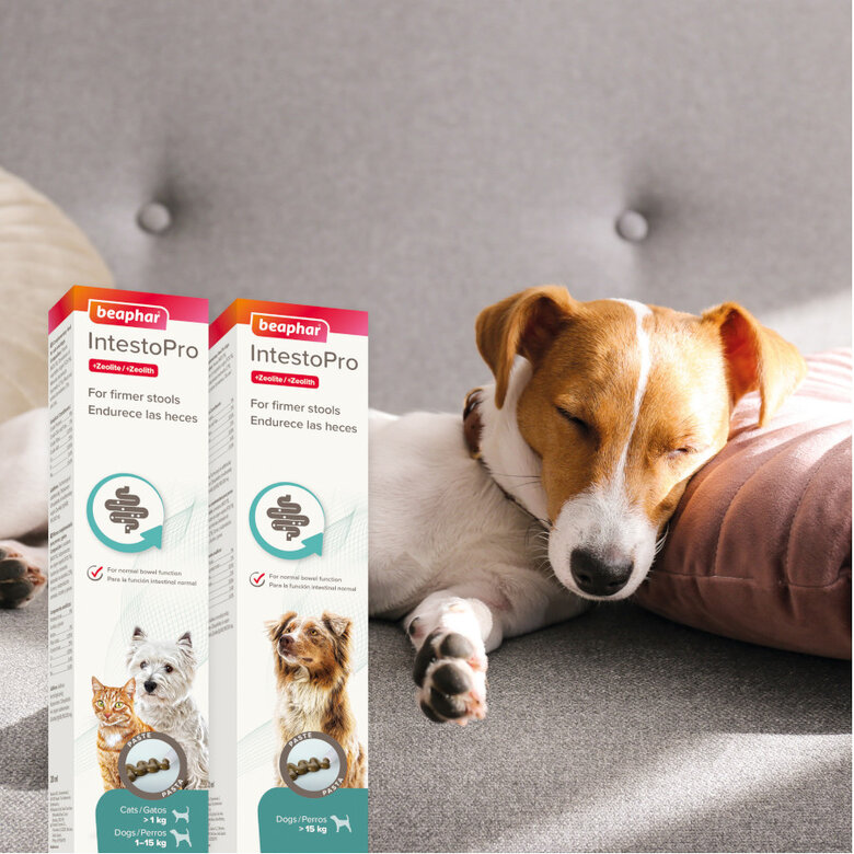 20 ml Beaphar IntestoPro pasta para cães ,  Imagem número 2 20 ml Beaphar IntestoPro pasta para cães , , large Imagem número 2