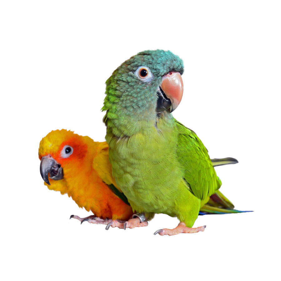 Beaphar Papick spray para loros antipicaje plumas Imagem n&uacute;mero 2