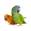 Beaphar Papick spray para loros antipicaje plumas Indicador imagem número 2