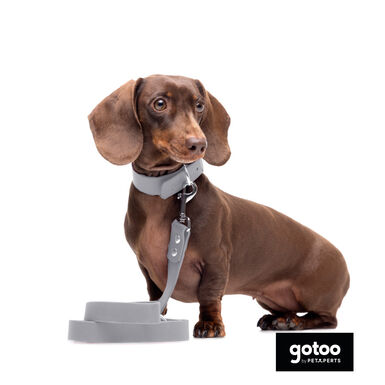 Gotoo Coleira Biothane cinzenta para cães