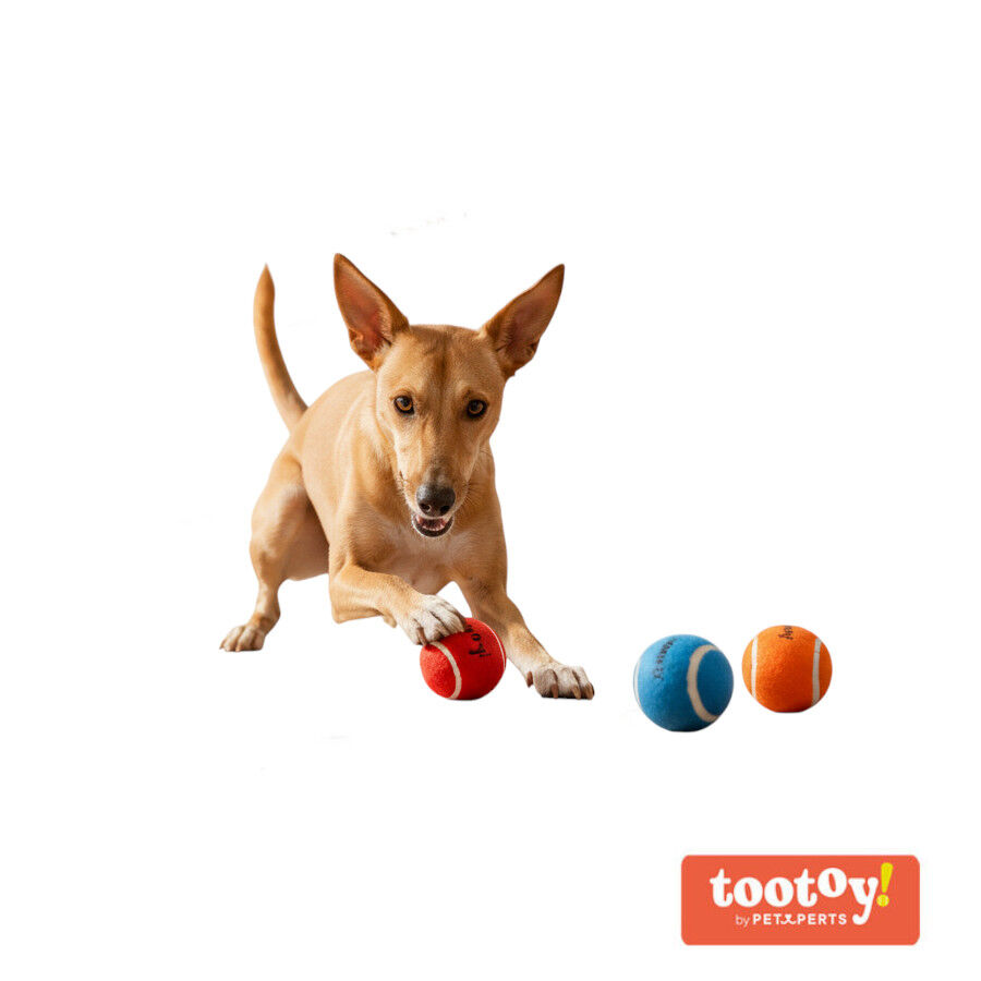 Tootoy! Chase Conjunto 3 bolas com apito mini para c&atilde;es, , large Imagem n&uacute;mero 8