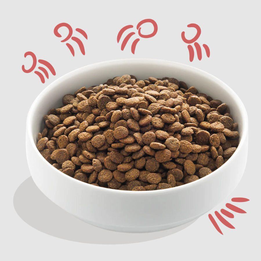 12 kg Edgard & Cooper Senior Salm&atilde;o da Noruega e Frango ra&ccedil;&atilde;o para c&atilde;es, , large Imagem n&uacute;mero 2