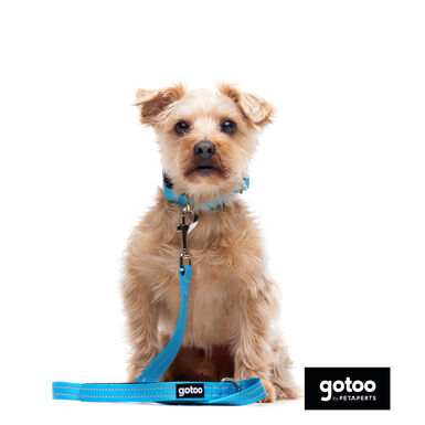 Gotoo Trela de nylon refletora azul para cães