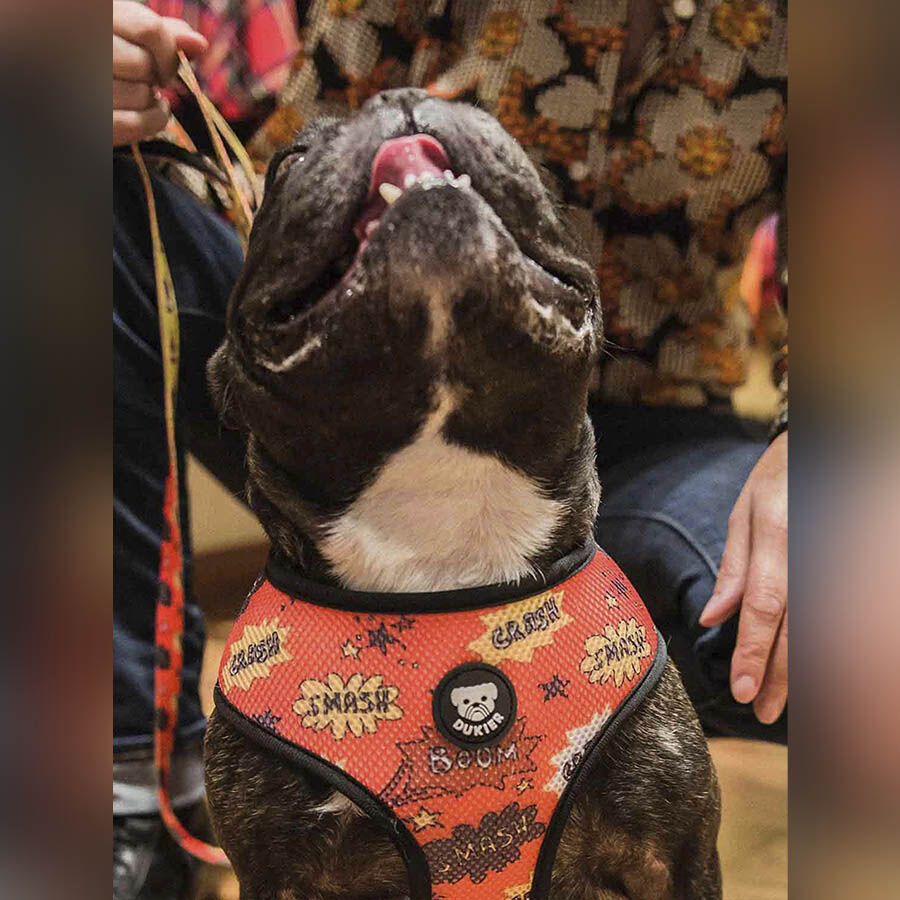 Dukier Superdog Peitoral revers&iacute;vel com estampado Super-Her&oacute;is para c&atilde;es, , large Imagem n&uacute;mero 3