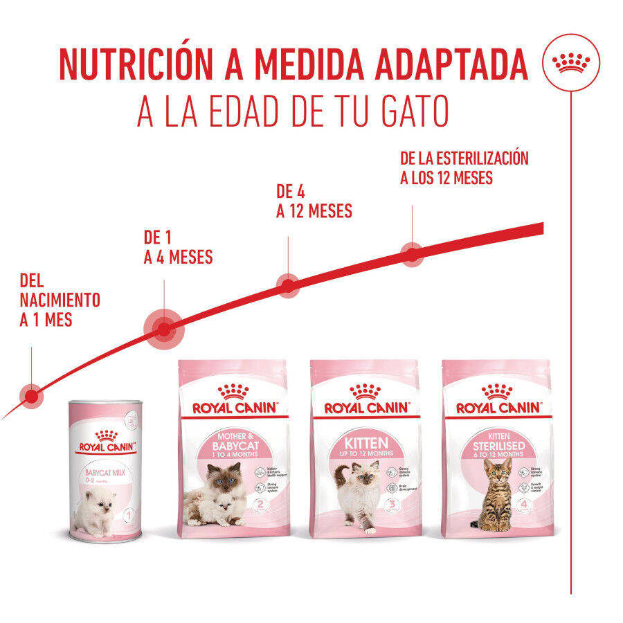 2 x 4 kg Royal Canin Mother & Baby ra&ccedil;&atilde;o para gatos Pack poupan&ccedil;a!, , large Imagem n&uacute;mero 7