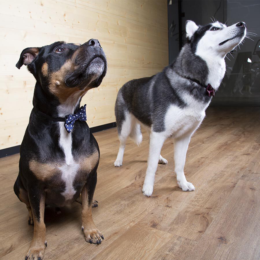 Wonder Christmas Comet La&ccedil;o Azul para c&atilde;es, , large Imagem n&uacute;mero 7