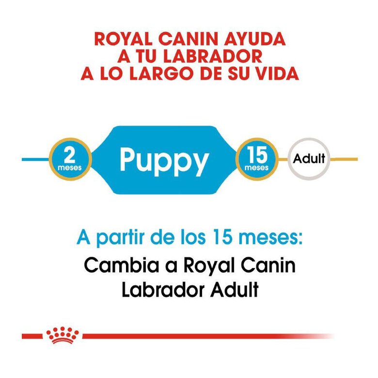 12 kg Royal Canin Puppy Labrador Retriever ração para cães,  Imagem número 8 12 kg Royal Canin Puppy Labrador Retriever ração para cães, , large Imagem número 8