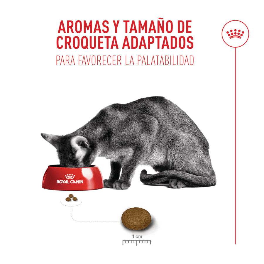 10 kg Royal Canin Fussy Exigent Ra&ccedil;&atilde;o de ave para gatos, , large Imagem n&uacute;mero 6